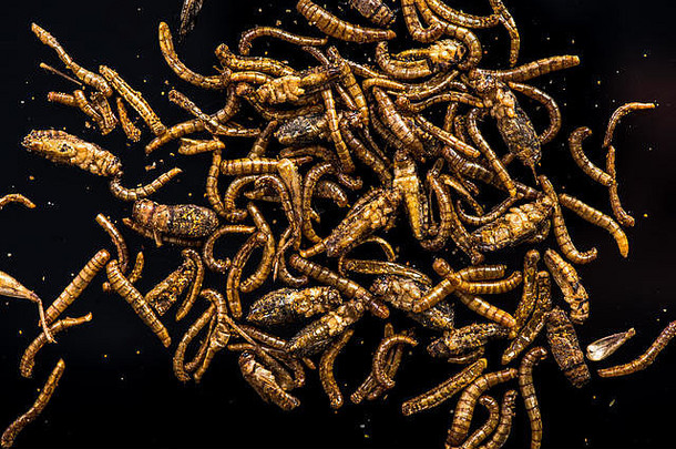 食用昆虫和蠕虫，蛋白质来源，黑暗中的详细视图