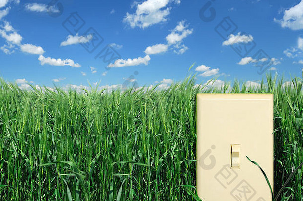 开关绿色商业小麦作物
