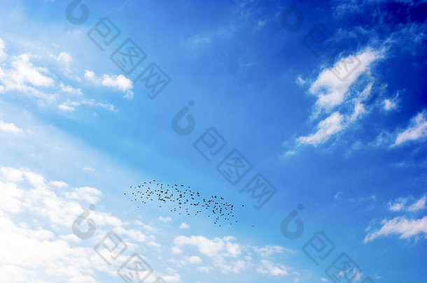 蓝色多云的天空和一群鸟