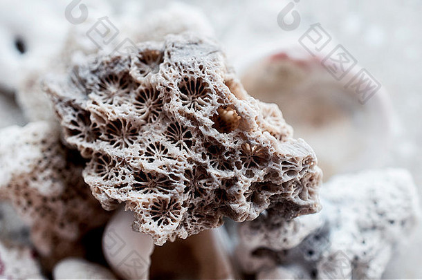 波罗的海发现的珊瑚