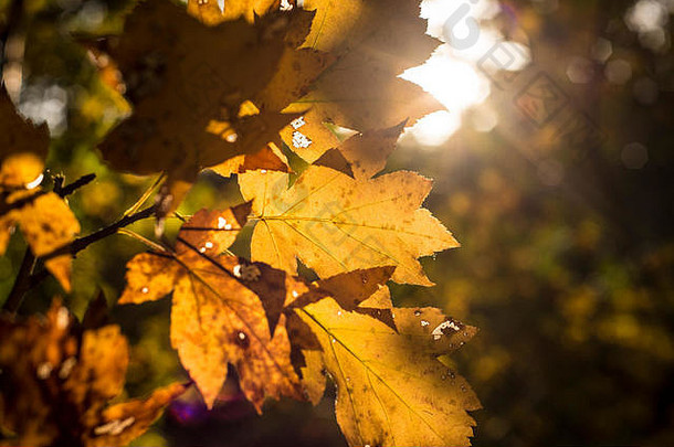 温暖阳光下的金色秋叶，林地景观，英国牛津
