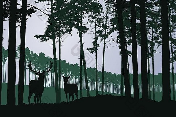 灰色天空下针叶林中的鹿和鹿
