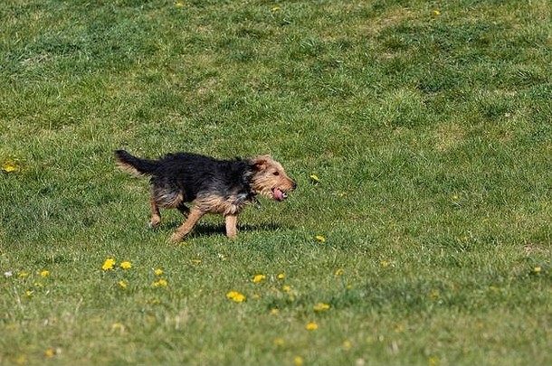 狗在抓到一个小球后回到绿色草坪上的主人那里。