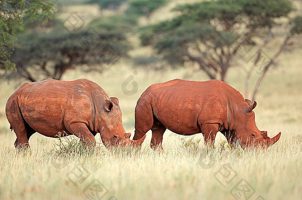 一对白色犀牛钇模拟自然栖息地南非洲