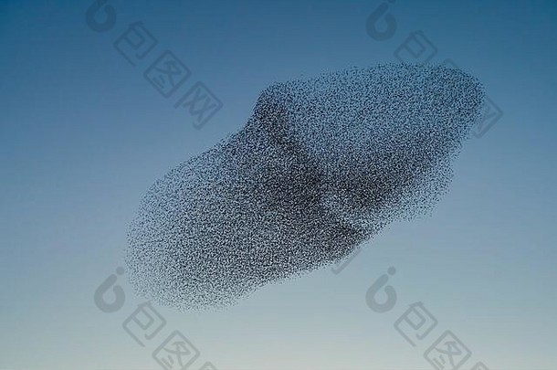 美丽的大型椋鸟群（Sturnus vulgaris），荷兰的格尔德梅森。椋鸟聚集在巨大的云层中。椋鸟的咕哝声。