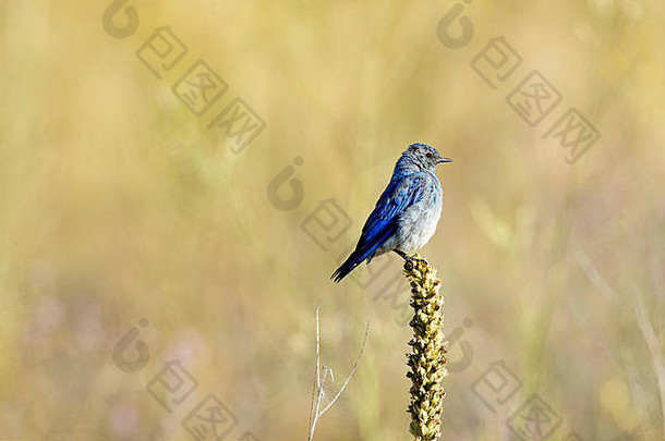 可爱的山蓝知更鸟栖息植物法拉格状态公园北爱达荷州