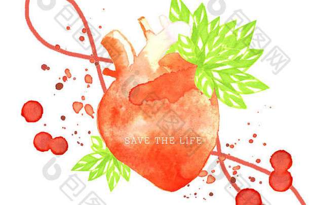 用心脏器官和静脉拯救生命的概念艺术