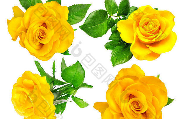 黄玫瑰单瓣，白色