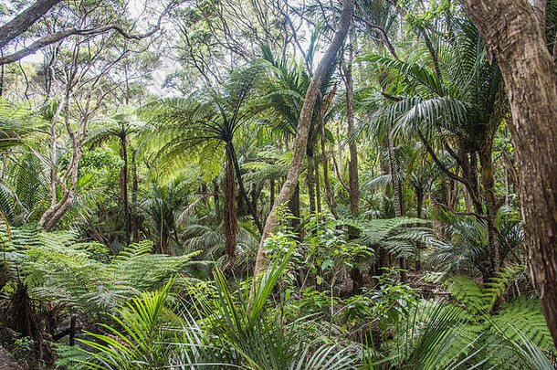 新西兰奥克兰威塔克雷雄伟的森林中生长着郁郁葱葱的热带植物群