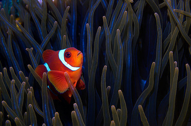 红色的小丑鱼anenome自由沉船图兰本巴厘岛