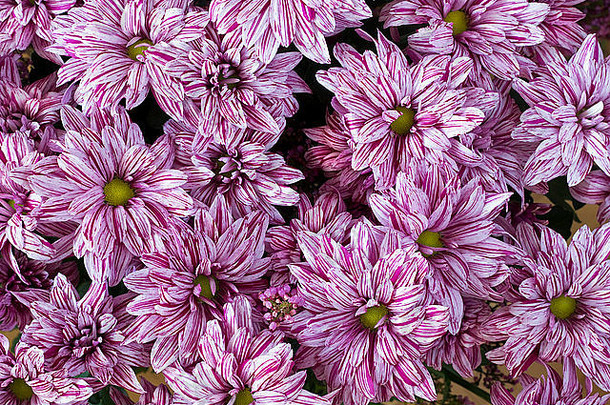 罕见的秋季条纹粉色菊花。艺术焦点