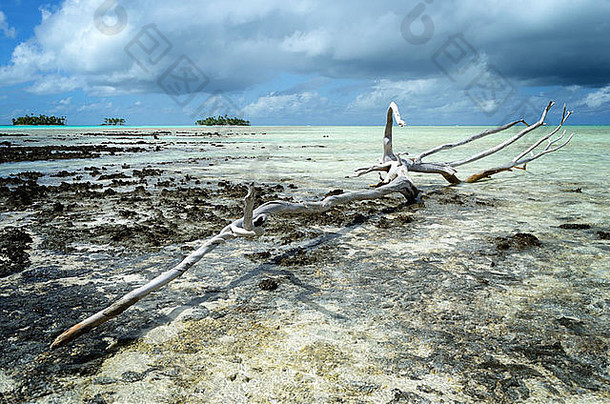 塔希提岛法属波利尼西亚岛之一的热带环礁兰吉罗岛浅水泻湖暗礁上的枯木。
