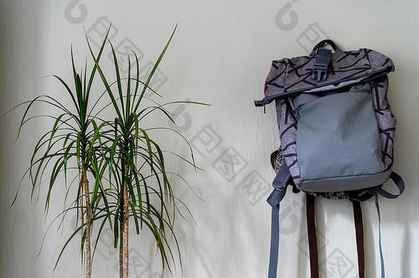 挂在墙上的紫色学校背包-白色背景的孤立物体，旁边有绿色植物