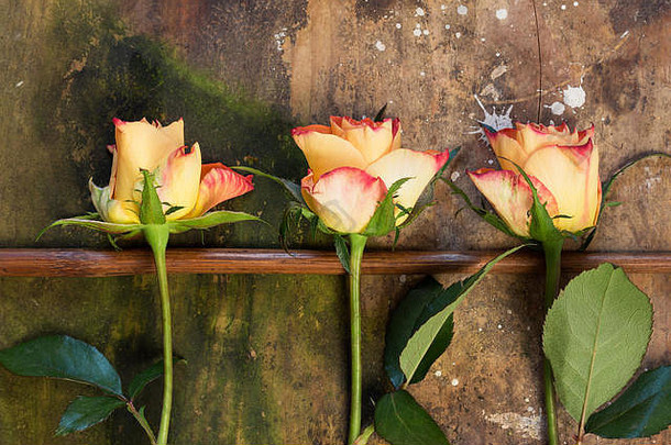 三朵盛开的黄玫瑰和红玫瑰，躺在一根破旧的木制指针上，背景是肮脏的风化物