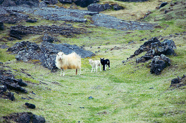 冰岛绵羊及其黑白相间的羔羊