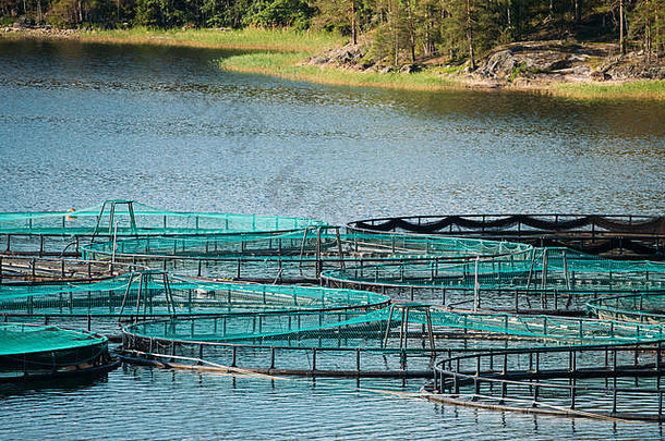 渔业鱼农场夏天湖河美丽的夏天阳光明媚的一天瑞典自然瑞典
