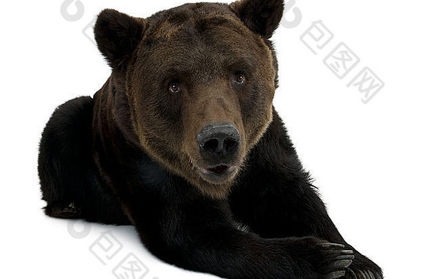 西伯利亚棕<strong>熊</strong>，12岁，躺在白色背景前