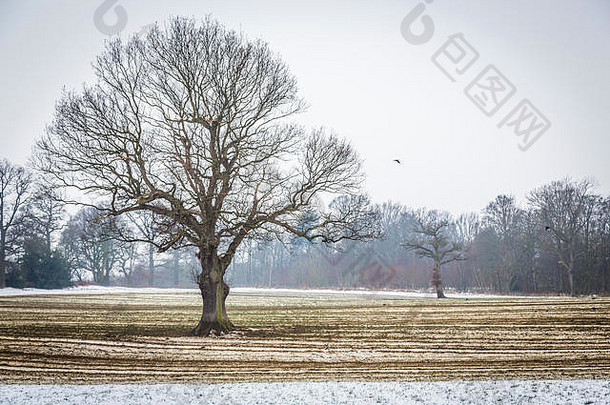 英国约克郡，一块被分开的田地，积雪覆盖着泥土