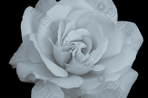 单色宏观肖像为白色玫瑰花，黑色背景，花卉艺术静物形象为单个孤立的花朵，纹理细致