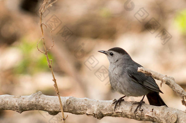 灰色的猫科鸟。灰猫鸟是模仿鸟和鞭打鸟的近亲，它们有共同的发声能力。