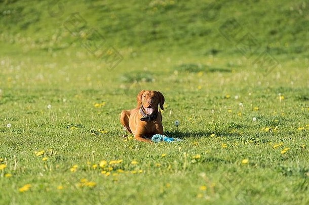 母狗躺在绿草上，准备在训练中奔跑并执行下一<strong>个</strong>命令。