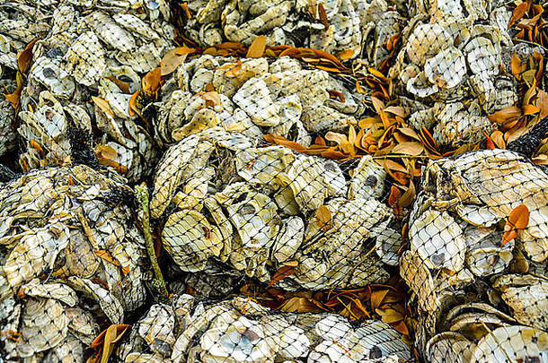 特写镜头数百网袋完整的贝壳堆放高海滨玛丽的美国