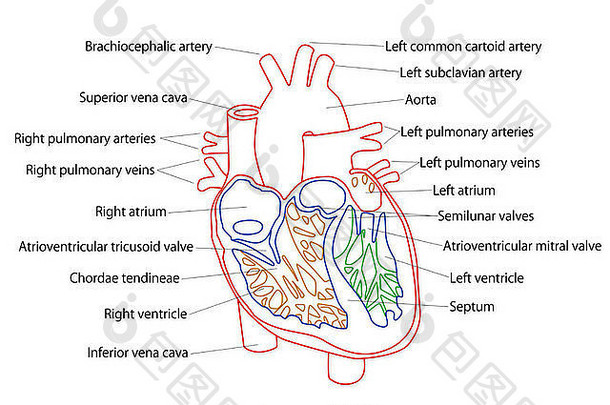 人体心脏结构