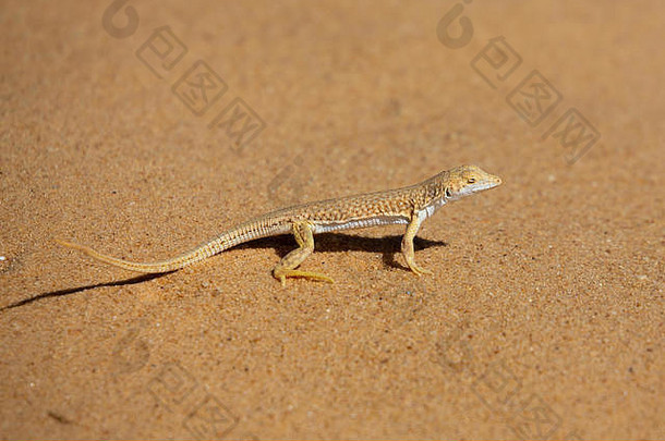 在苏丹西部沙漠的沙地上，一种伪装精美的沙漠蜥蜴以被车辆骚扰的小昆虫为食