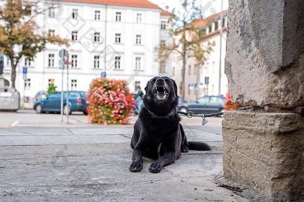 年轻的狗等待门主图片雷根斯堡德国