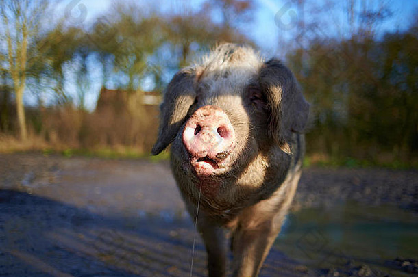 阳光明媚的日子里，快乐的小猪在儿童游乐场