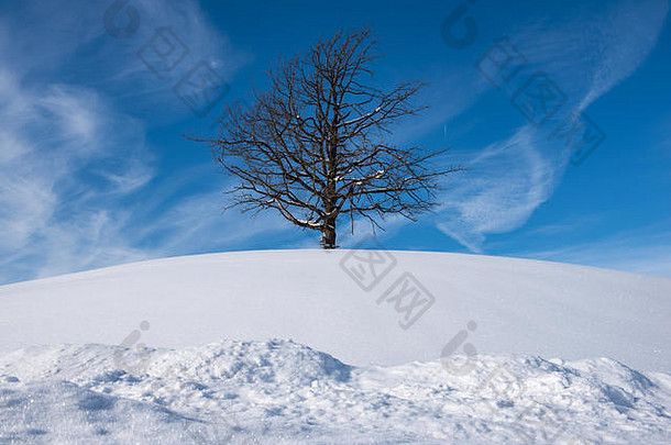 阳光明媚的日子里，一棵枝繁叶茂、孤零零的树站在雪山上，蓝天白云衬托。宁静祥和，四周飘雪。