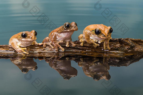 Mission金眼树蛙或亚马逊乳蛙（Trachycephalus resinifictrix）是亚马逊雨林中的一种大型树蛙