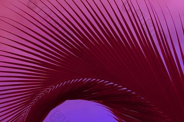 波普艺术风格酒红色棕榈树叶，紫粉色天空，打造热带夏季概念