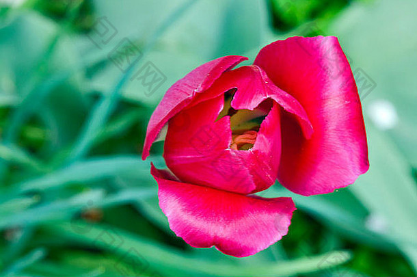 自然绿色<strong>背景</strong>下开放的红玫瑰郁金香