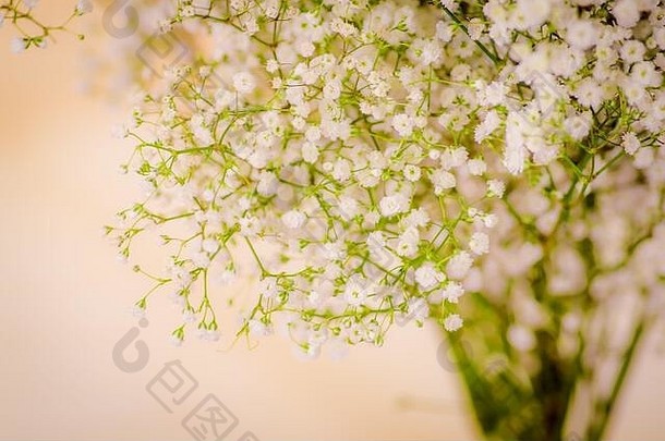 关闭花束lismachia树叶各种工作室拍摄白色花
