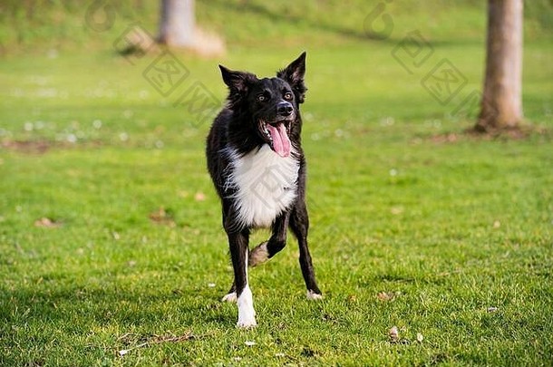 阳光明媚的日子里，边境牧羊犬在城市公园接受服从训练。边境牧羊犬在城市公园的绿草上玩耍，没有皮带。纯种边境犬