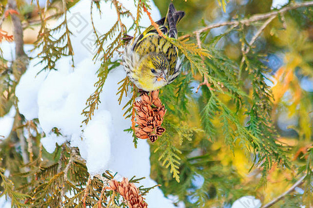 一只鸟在冷杉树上的<strong>新年图片</strong>，在白雪覆盖的树枝中间