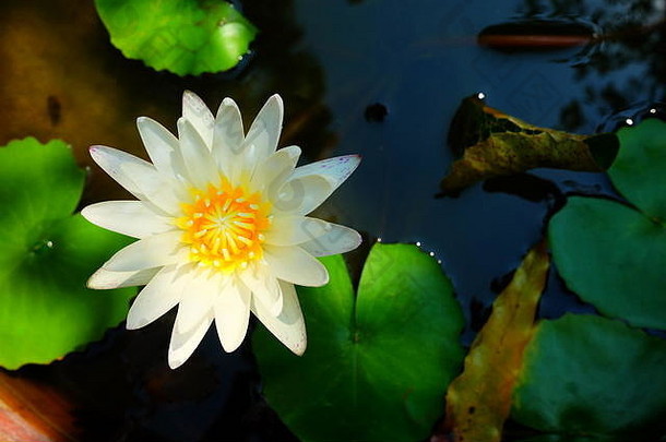 池塘里的白莲或睡莲。