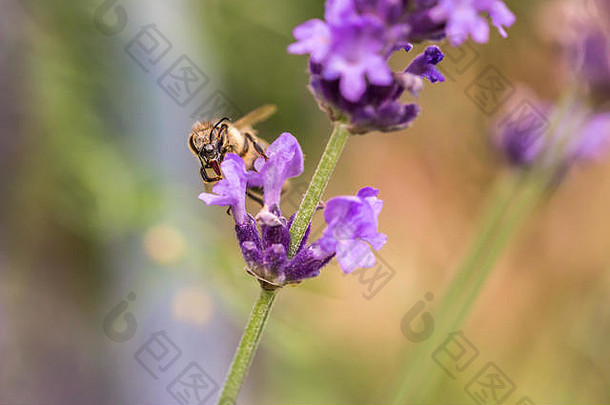 在阳光充足的薰衣草和阳光充足的薰衣草期间，用蜜蜂和薰衣草授粉