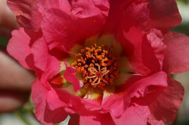 一朵深粉色的马齿苋花在微距镜头下隐约可见。7月中旬在加拿大首都渥太华南部的一个小镇花园拍摄。
