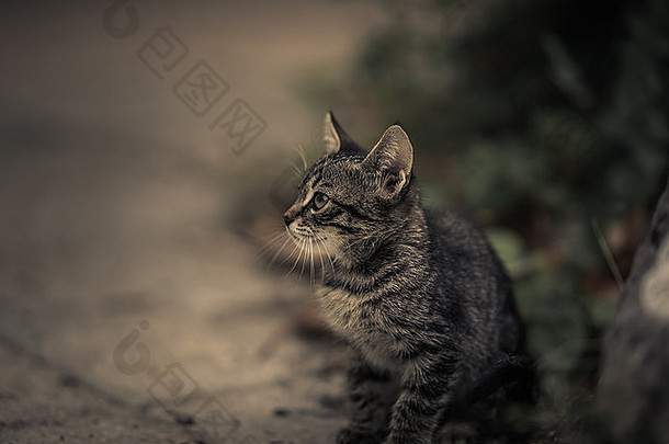 阴天秋日公园里一只灰色小猫的画像