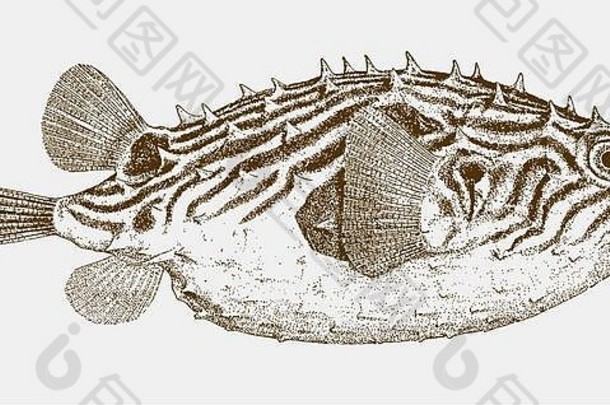 从侧面看，西大西洋热带地区的条纹刺鳃鱼，chilomycterus schoepfi