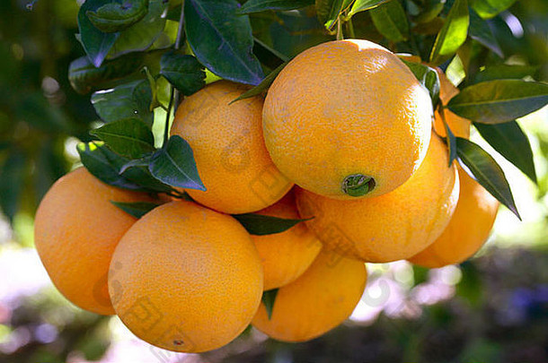 西班牙的桔树，阳光明媚的地中海地区生长着橘子