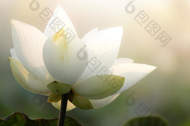 白色莲花花皇室高质量免费的股票图像白色莲花花背景莲花叶白色莲花花