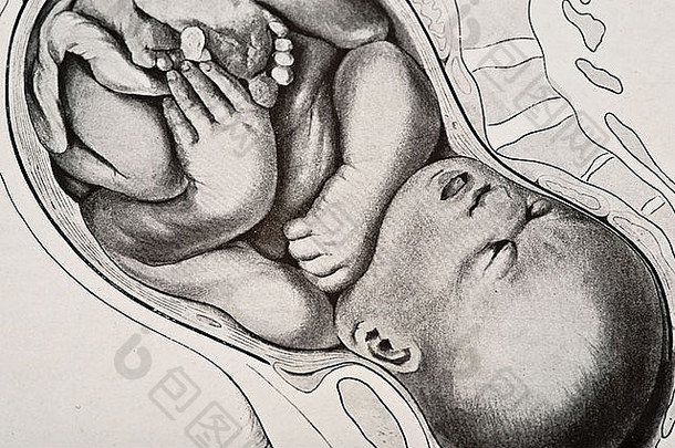 人类胎儿插图版权1905