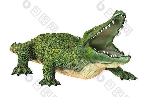 隔离在白色背景上的绿色鳄鱼的3D数字渲染