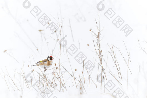 欧洲金翅雀搜索种子开放场覆盖雪很多干草选择