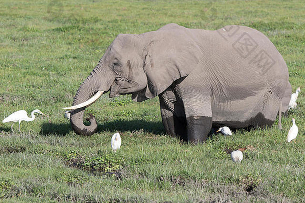 非洲大象喂养泥炭书包围苍鹭