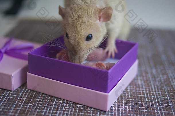 老鼠是孩子。新生的老鼠很小。世界的象征