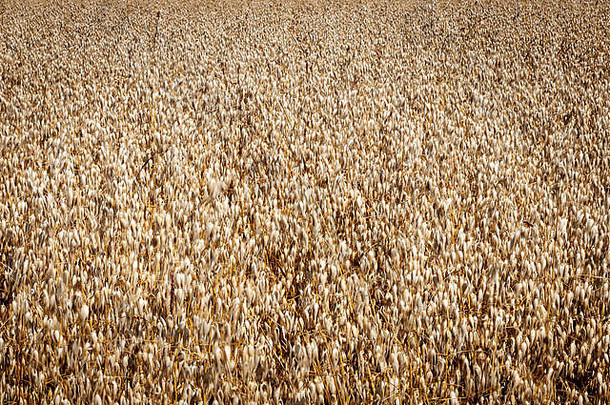 英格兰萨福克，一幅六焦距堆叠的燕麦作物风吹图像。